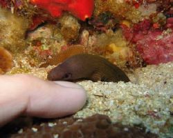 baby eel sniffing me pinkie... sniff sniff!! is that frie... by Reeza Mohd Rosli 